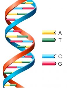 DNA